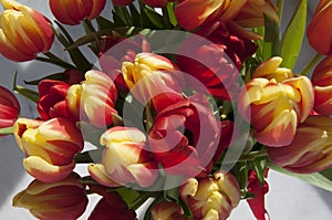 Big bouquet of red and yellow tulips, white background, macro