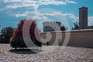 Big bowl of red flowers on the porch at the nitra castle, Slovakia on a hot summer day