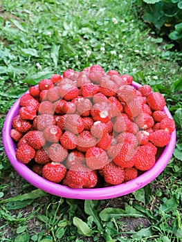 Big bowl of red strawberries on green grass. Summer berries in the garden.