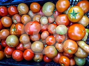 Big box of ripe and unripe tomato harvest. Different stages of maturing tomatoes - green, red and white