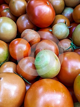 Big box of ripe and unripe tomato harvest. Different stages of maturing tomatoes - green, red and white