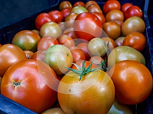 Big box of ripe and unripe tomato harvest. Different stages of maturing tomatoes - green, red and white