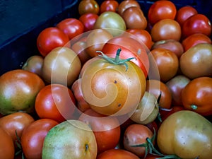 Big box of ripe and unripe tomato harvest. Different stages of maturing tomatoes - green, red and white