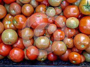 Big box of ripe and unripe tomato harvest. Different stages of maturing tomatoes - green, red and white