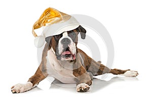 Big boxer dog lying on white background