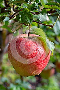 Big braeburn apples riping on the apple tree