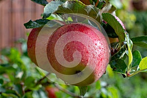 Big braeburn apples riping on the apple tree