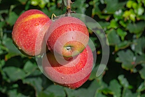 Big braeburn apples riping on the apple tree
