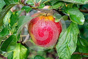 Big braeburn apples riping on the apple tree