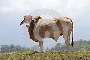 Big Brahma Bull photo