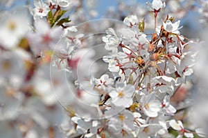 Big branch of blossoming cherry tree