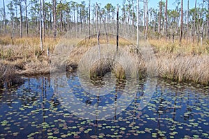 Big Branch Reserve