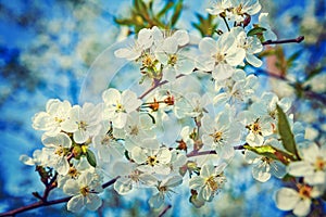 Big branch with white flowers of cherry tree