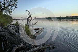 Big branched snag on the river bank