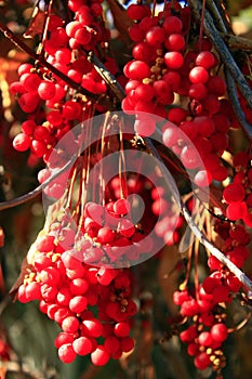 Big branches of schisandra