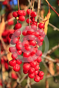 Big branches of schisandra