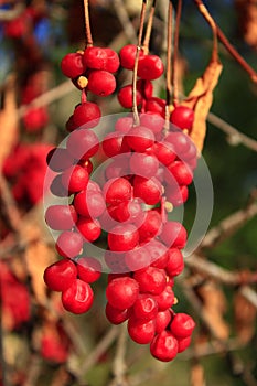 Big branches of schisandra