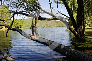 Big branches and trees on lake La Quintana