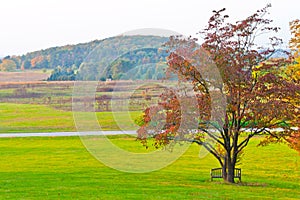 Big branchy autumn tree and green grass on a meadow around.