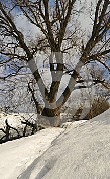 Big branchy willow in the winter