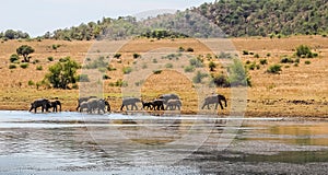 A big breeding herd of Elephants drinking water in Pilanesberg national park