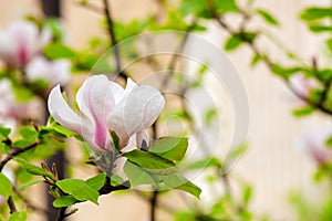 big bright flower of magnolia soulangeana tree in full bloom