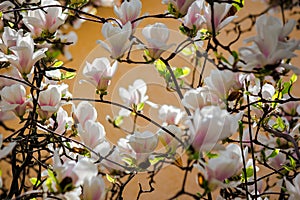 big bright flowers of magnolia soulangeana tree in full bloom