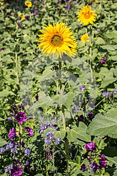 Big bright golden sunflowers on the big sunflower field with bees