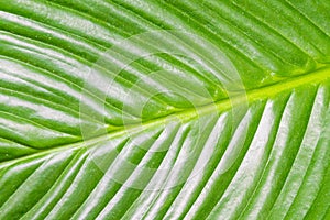 Big bright green shiny leaf structure of tropical plant leaf