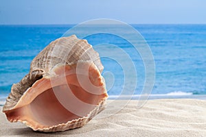 Big bright orange marine seashell and ocean sea waves on background for beautiful view wallpaper