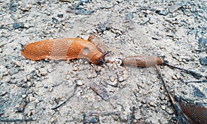 Big bright orange and small brown slugs moving on a path road af