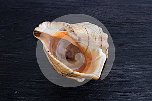 Big bright orange yellow gastropod seashell on black wooden back