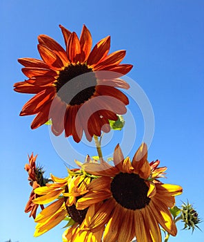 Big bright orange and yellow sunflowers against a bright blue sky