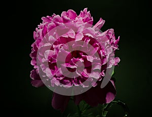 Big bright peony against black backdrop. Floral background