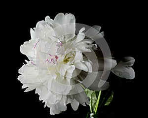 Big bright peony against black backdrop. Floral background