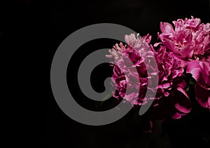 Big bright peony against black backdrop. Floral background