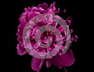 Big bright peony against black backdrop. Floral background