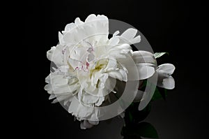 Big bright peony against black backdrop. Floral background