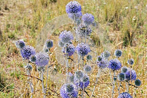 A big bright purple spheric flowers also known as `echinops ritro` photo