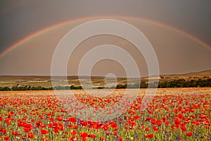 Poppy flower field aa big rainbow across dark sky.