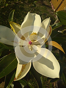 Big Bright white magnolia flower