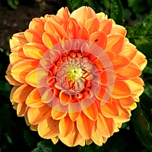 Bright yellow-orange dahlia flower close-up