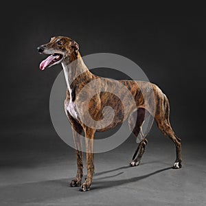 Big brindle greyhound dog