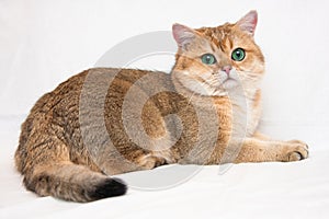 A big British cat of Golden ticked color with huge green eyes and fluffy tail