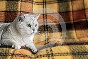 Big british cat with intelligent and beautiful green eyes resting on a sofa with a cozy soft plaid blanket
