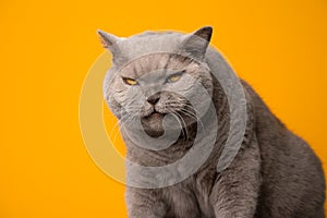 big british shorthair cat looking dangerous or angry on yellow background