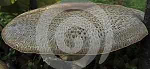 Big broad brown white mushroom