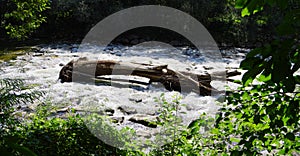 Big broken tree in the river in backlight