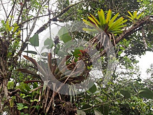 Big bromelia on a tree in a foggy forest, Mindo, Ecuador