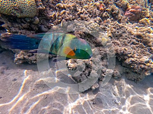 Big Broomtail wrasse (Cheilinus lunulatus) at coral reef